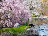 名古屋-白鳥庭園，春櫻蕩漾，東海地區最大的池泉回遊式庭園