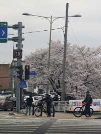 Korea’s Hidden Cherry Blossom Gem? It’s Right Here!