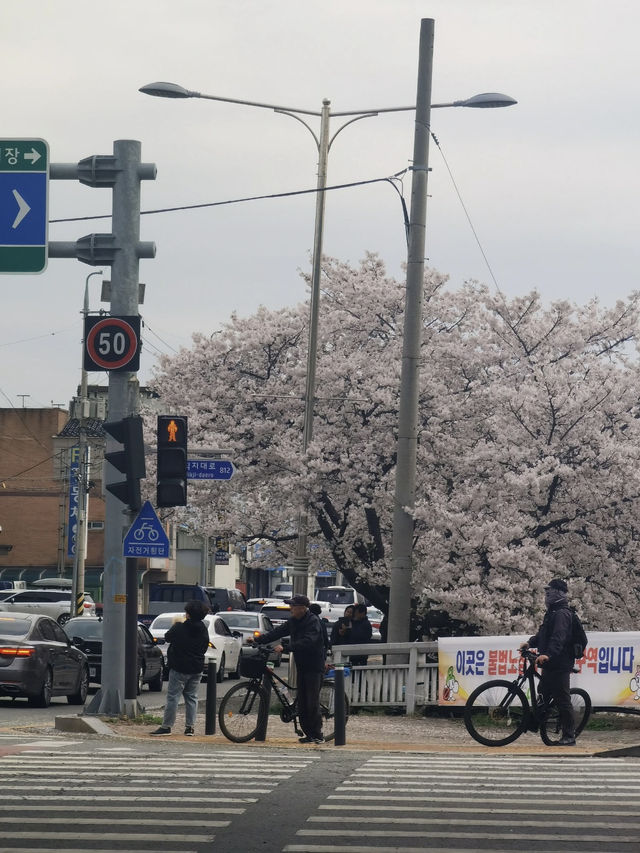 Korea’s Hidden Cherry Blossom Gem? It’s Right Here!