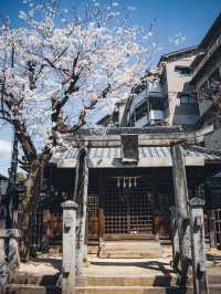 【おすすめ桜スポット】宮島厳島神社