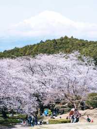 Cherry Blossoms in Full Bloom at Mount Fuji's Iwamoto Mountain Park - A Hidden Gem! 🌸🏞️