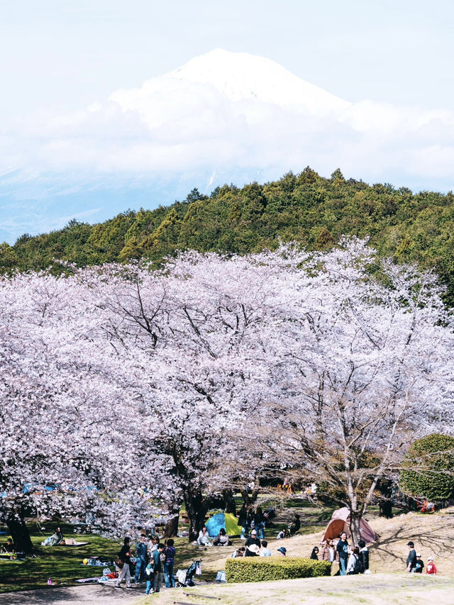 Cherry Blossoms in Full Bloom at Mount Fuji's Iwamoto Mountain Park - A Hidden Gem! 🌸🏞️