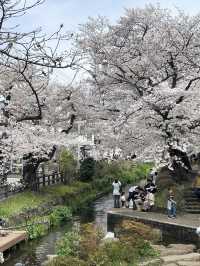 🌸 If you only have one day in Tokyo to see cherry blossoms—go here!
