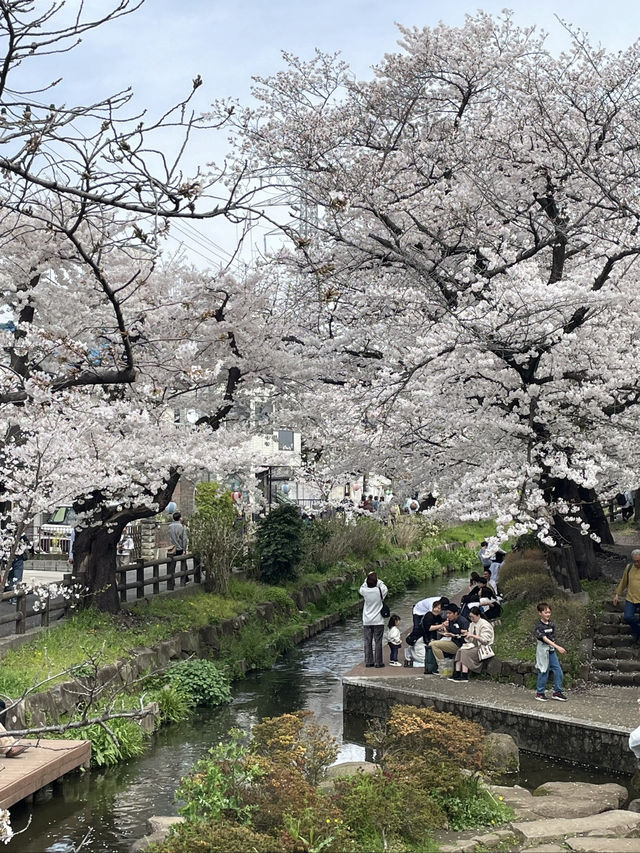 🌸 If you only have one day in Tokyo to see cherry blossoms—go here!
