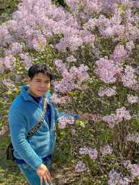 Scenic Spots in Suwon for Sakura Viewing!