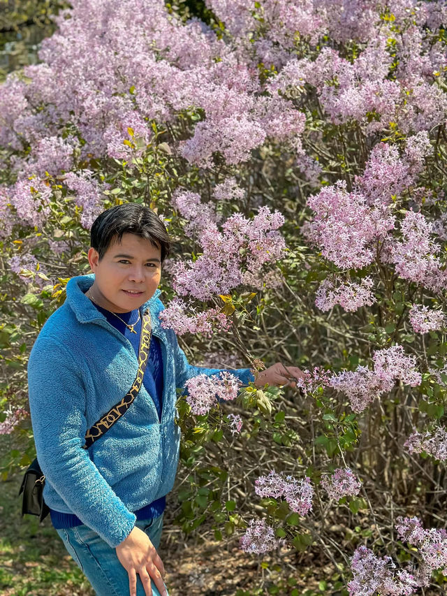 Scenic Spots in Suwon for Sakura Viewing!