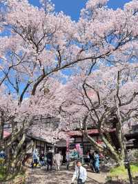 🌸 Takato Castle Ruins Cherry Blossoms – Stunning Live Photos! 🌸