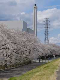Tama River Embankment Sakura | Tokyo's Serene Riverside Blossom Escape