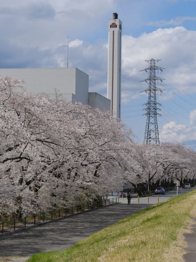 Tama River Embankment Sakura | Tokyo's Serene Riverside Blossom Escape
