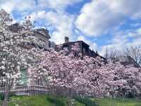 Cherry Blossoms in Lausanne, Switzerland