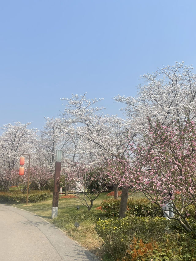 봄날에 갈만한 상해 공원(구춘공원/顾村公园/벚꽃