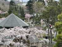 114北海道櫻花之旅