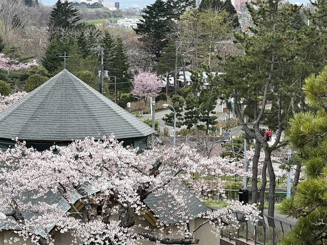 114北海道櫻花之旅