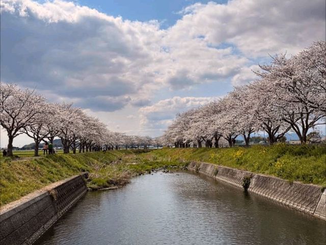 粉色櫻花與鮮黃油菜花交織的春日美景---福岡縣草場川櫻花並木