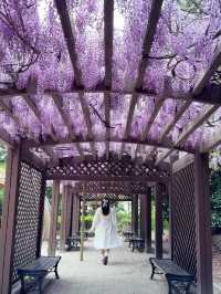 부산 폭포처럼 흐르는 등나무 숨은명소 작은숲속도서관💜
