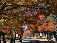 Explore the beauty of Macedon Melbourne during Autumn 