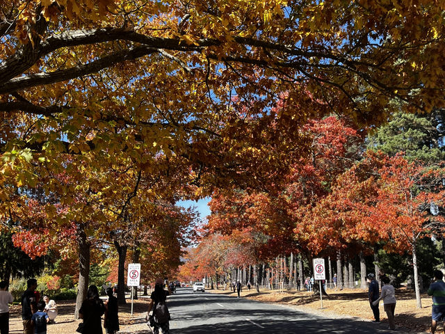 Explore the beauty of Macedon Melbourne during Autumn 