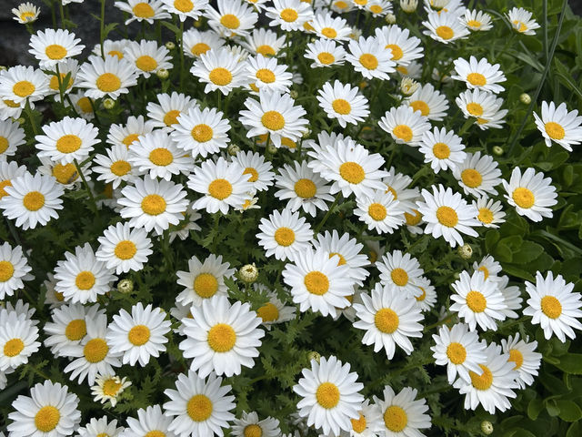 เดินเล่น ถ่ายรูปชิลล์ ๆ ที่ Yufuin Floral Village