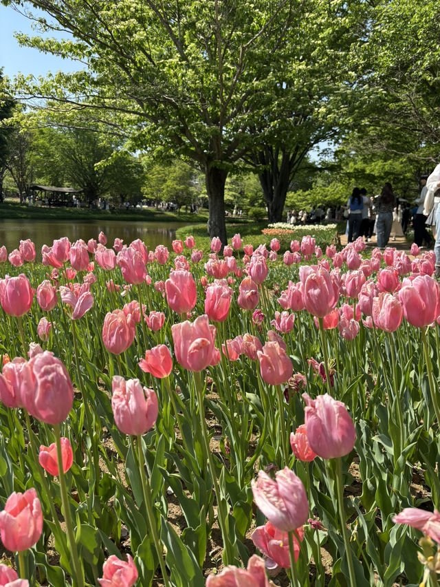 📍 国営昭和記念公園（東京都)