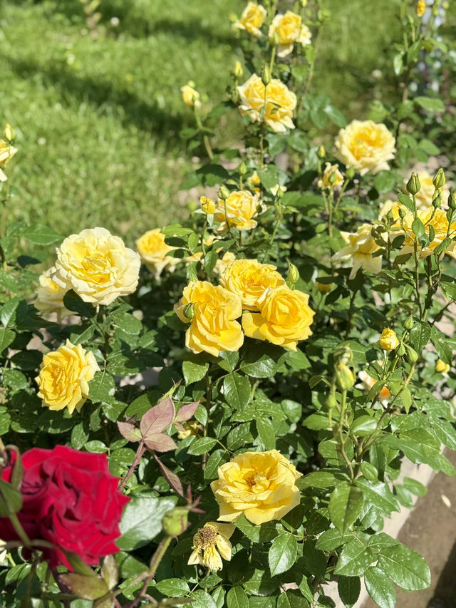 Spring Blooms at Flag Pole Park in Dushanbe