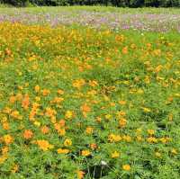 A Visit to Jeju Yujinfang Tropical Fruit Farm