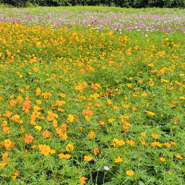 A Visit to Jeju Yujinfang Tropical Fruit Farm
