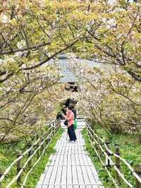 Chill Out With Cherry Blossoms
