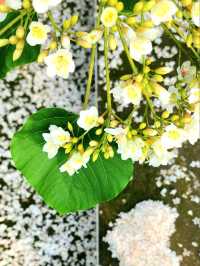 苗栗桐花5月雪初體驗，包車遊玩更舒適，雖然少少貴