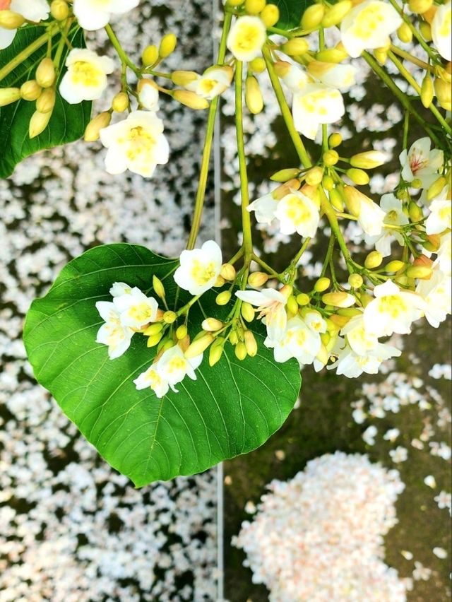 苗栗桐花5月雪初體驗，包車遊玩更舒適，雖然少少貴