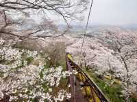 船岡城址公園，仙台近郊居高臨下的賞櫻名所