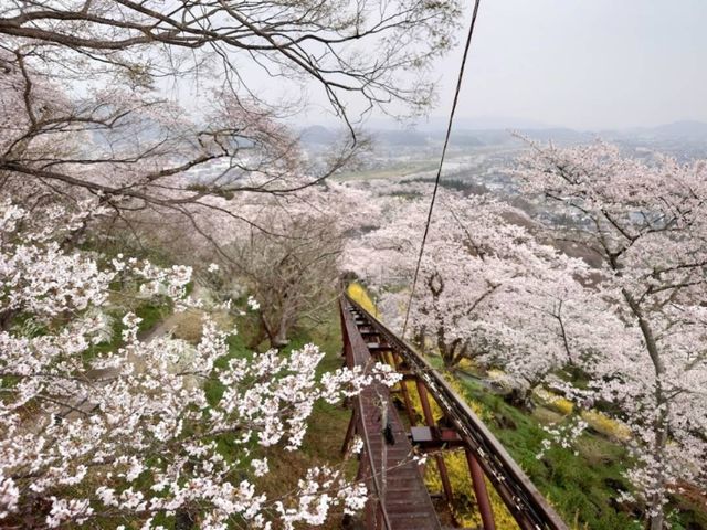 船岡城址公園，仙台近郊居高臨下的賞櫻名所