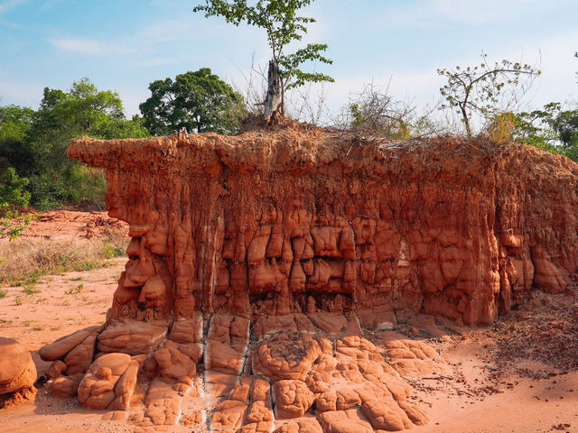 โสกผีดิบ " 🗿 สวยแปลกตา อายุ 65 ล้านปี  
