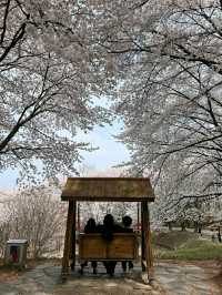 Daejeon: Korea’s Underrated Blossom EscapeLocation: Daejeon, South Korea