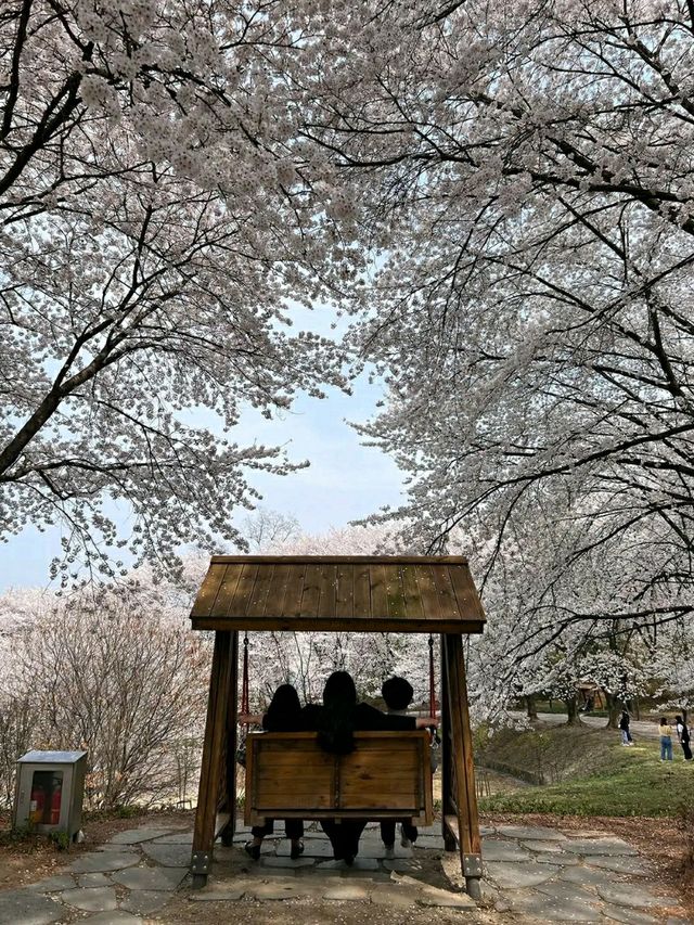 Daejeon: Korea’s Underrated Blossom EscapeLocation: Daejeon, South Korea