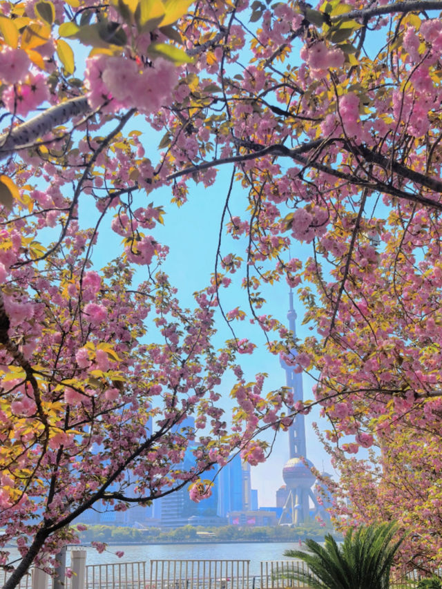 🌸 North Bund Late-Blooming Cherry Blossoms — Miss It and Wait Another Year! (Location Info Included