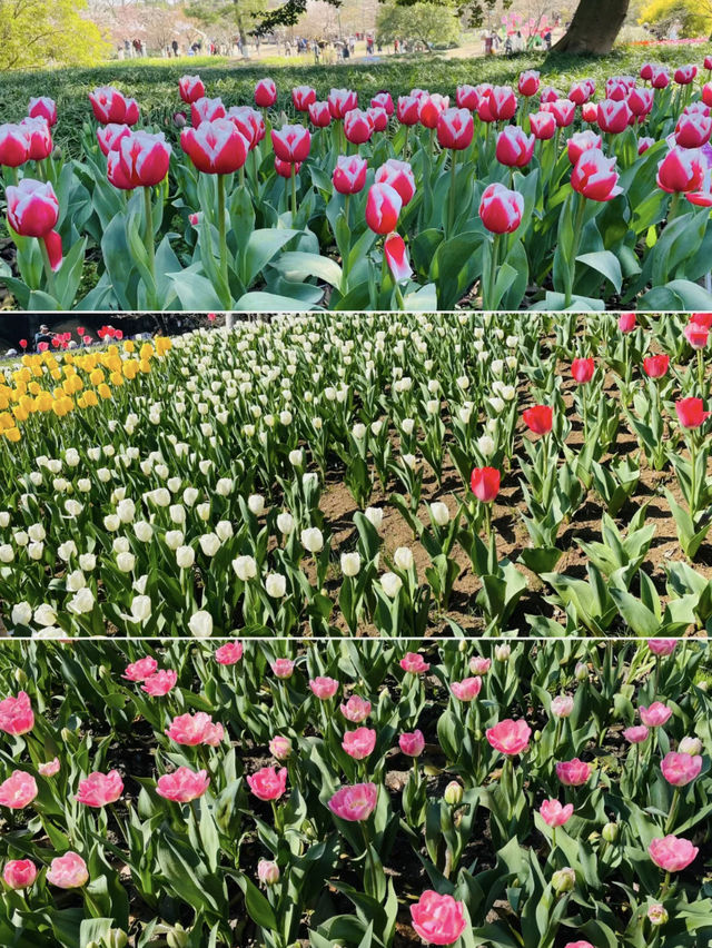 🌷 Taiziwan Tulip Festival | A Limited-Time Floral Wonderland in Hangzhou 🌷