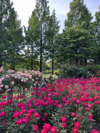 5월의 여왕을 만날 수 있는 곳 🌹