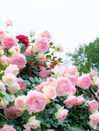 【調布】バラの香りに癒される🌸