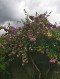 Discover 1 Utama’s Secret Garden in the Sky