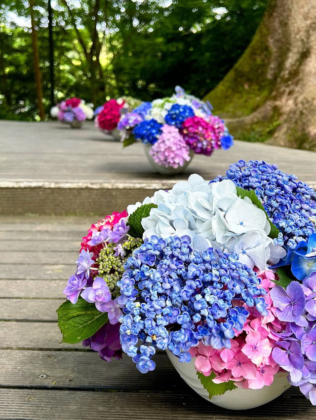 【福岡観光】今年も見たい❁⃘神社の紫陽花祭り♡