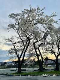 春之旅～～～～仙台賞櫻🌸