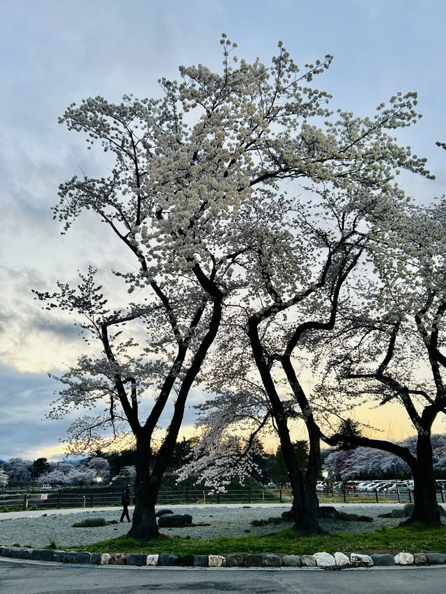春之旅～～～～仙台賞櫻🌸