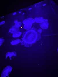 沖繩｜再遠都值得跑一趟 美麗海水族館的黑潮之美