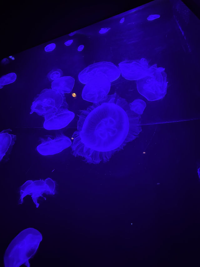 沖繩｜再遠都值得跑一趟 美麗海水族館的黑潮之美