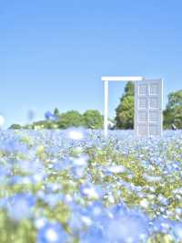 青とピンクの絶景絨毯で夢のような映え写真体験💙🌸※観光攻略情報付き