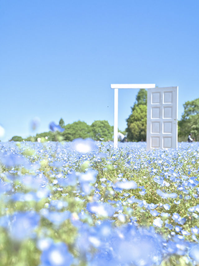 青とピンクの絶景絨毯で夢のような映え写真体験💙🌸※観光攻略情報付き