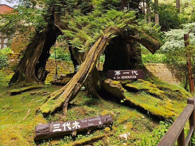行！走入超完美芬多精仙境～阿里山森林公園