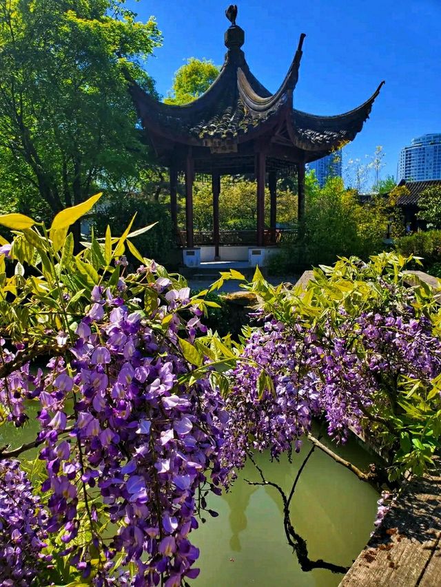 Dr. Sun Yat-Sen Classical Chinese Garden – A Tranquil Oasis in Vancouver’s Chinatown