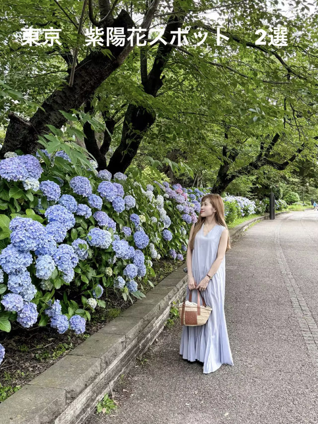 東京のアジサイスポット　2選