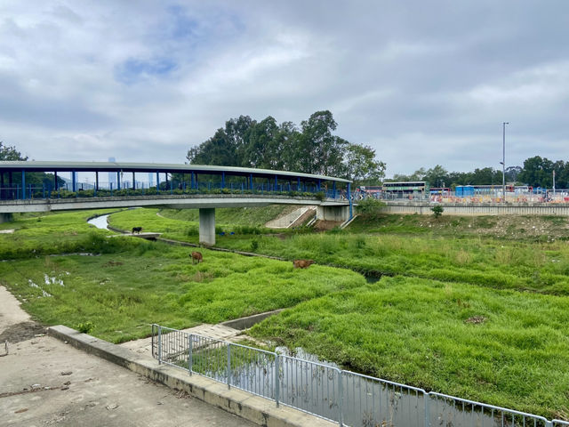 端午節好去處✨ 河上鄉塱原濕地🪷 荷花田隱世賞花美景 